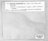 Massalongia carnosa image